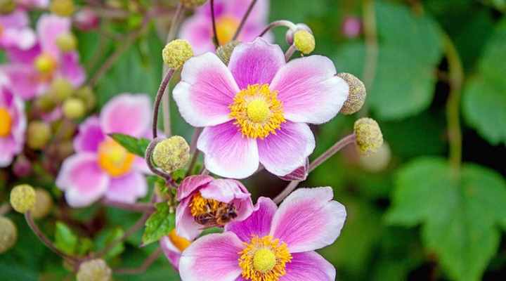 Japanese Anemone