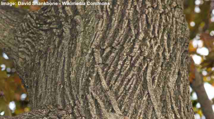 Japaninvaahtera (Acer Palmatum) bark