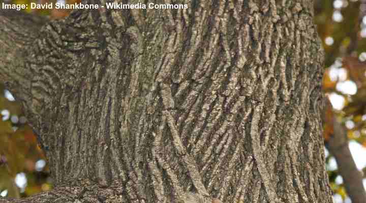 Japanese Maple (Acer Palmatum) bark