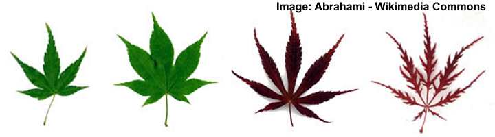 types of maple trees leaves