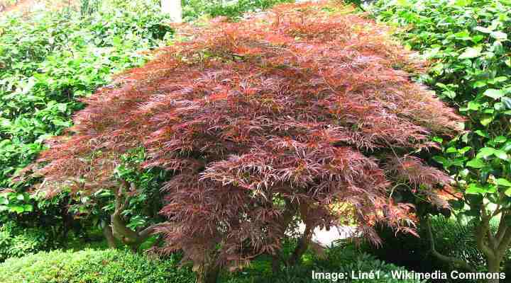 Japanese Maple Tree (Acer Palmatum)