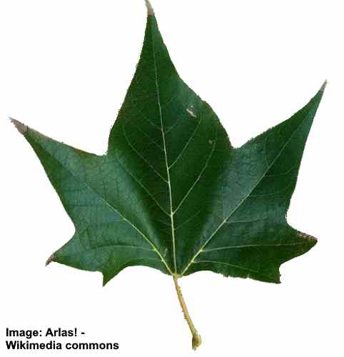 compare sycamore tree leaf to big leaf maple