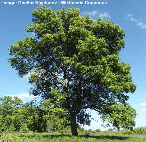 Narrow Leaf Ash Tree (Fraxinus angustifolia)