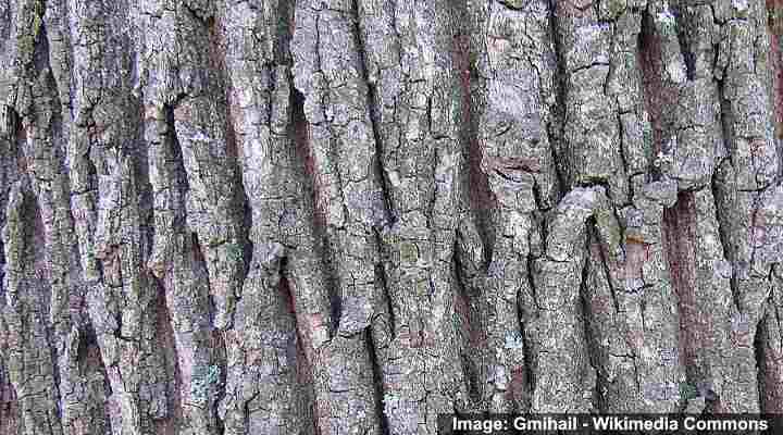 Norway maple (Acer platanoides) bark