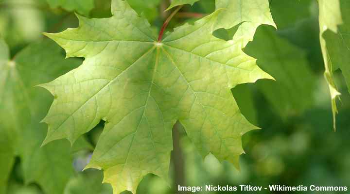 Norway maple (Acer platanoides) leaves