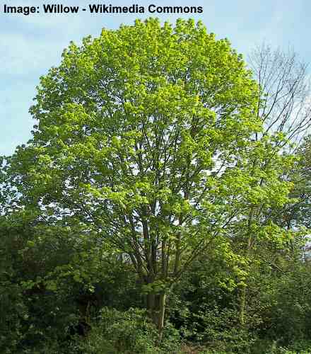 Norway Maple Tree (Acer Platanoides)