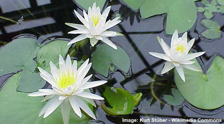 Water Lily (Nymphaea odorata)