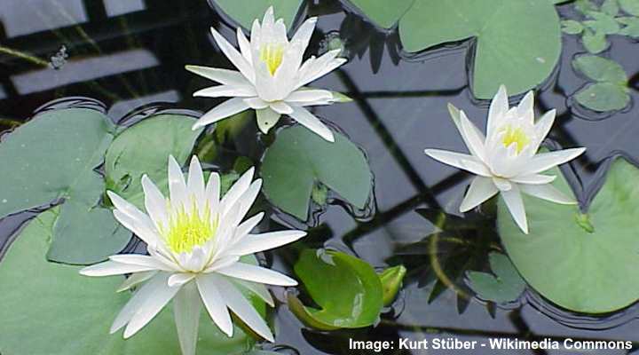 The 14 Most Beautiful Aquatic Flowers To Grow In Water