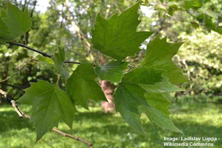 English sycamore (Platanus acerifolia) leaves