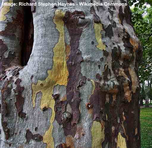 American sycamore (Platanus occidentalis) bark