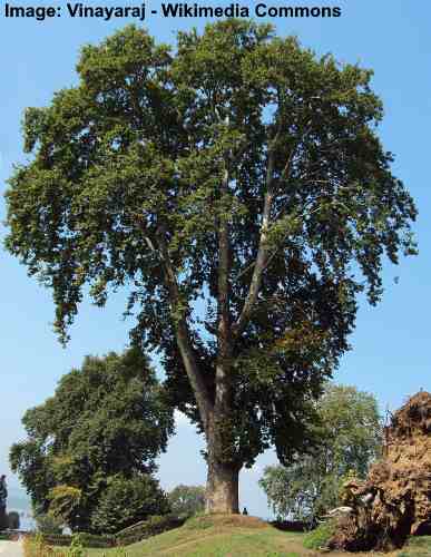 Mondo Antico Albero di Sicomoro (Platanus orientalis)