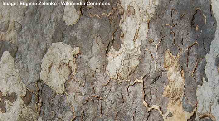 California platano (Platanus racemosa) corteccia