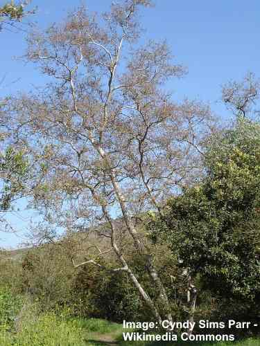 California Albero di Sicomoro (Platanus racemosa)