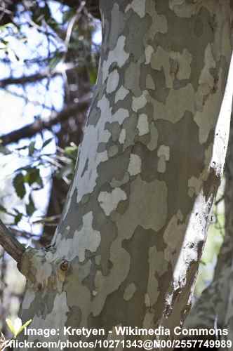 Arizona platano (Platanus wrightii) corteccia