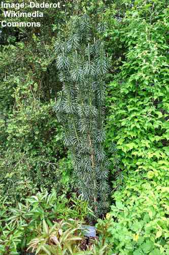 Plum yew Cephalotaxus harringtonia