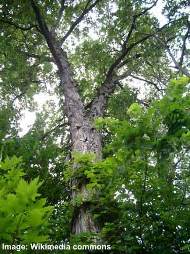 shagbark hickory (carya ovata) treet