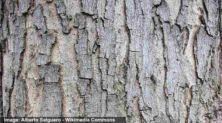 Sugar Maple (Acer Saccharum) bark