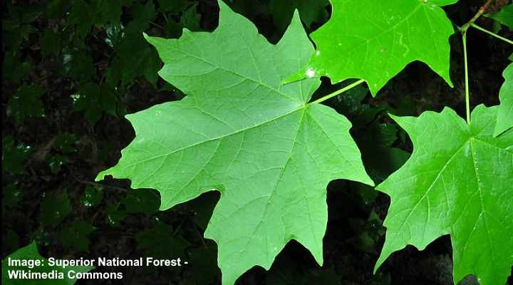 Sugar Maple (Acer Saccharum) leaves