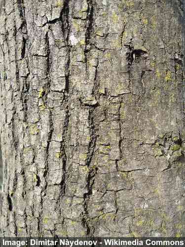 Tatarian de arce (Acer tataricum) de la corteza