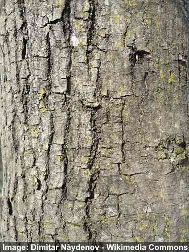 Tatarian maple (Acer tataricum) bark