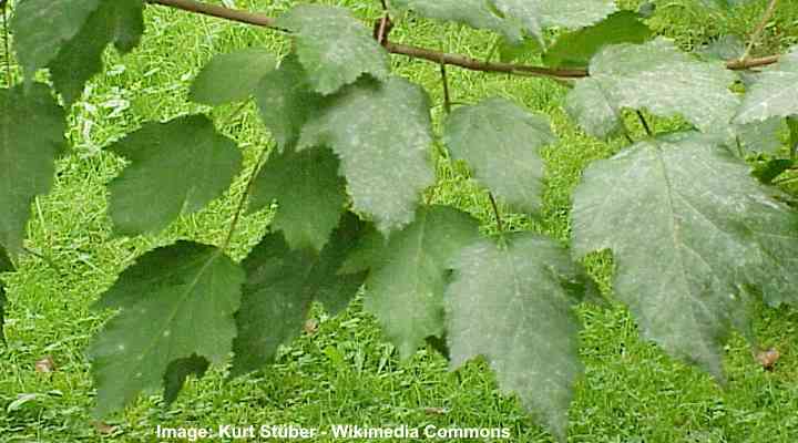 Tatarian maple (Acer tataricum) leaves