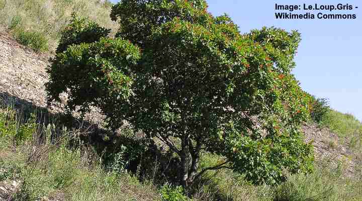 Tatarian Árbol de Arce (Acer tataricum)