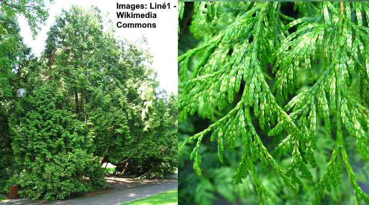 Thuja Plicata ‘Zebrina’