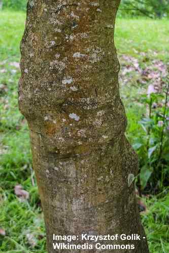 Vintreet blad lønn (Acer cissifolium) bark