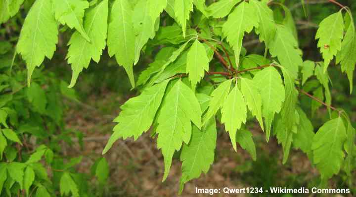 Hojas de arce de hoja de vid (Acer cissifolium)