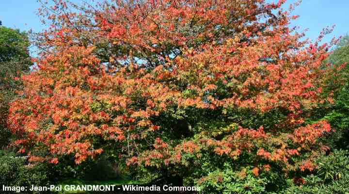 vine maple big leaf maple