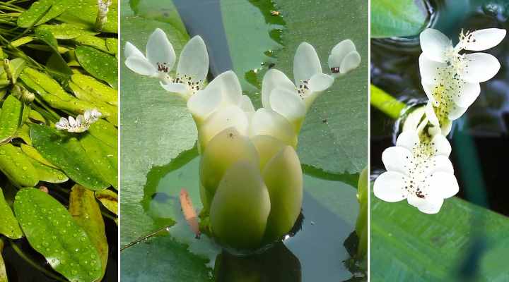 The 14 Most Beautiful Aquatic Flowers To Grow In Water