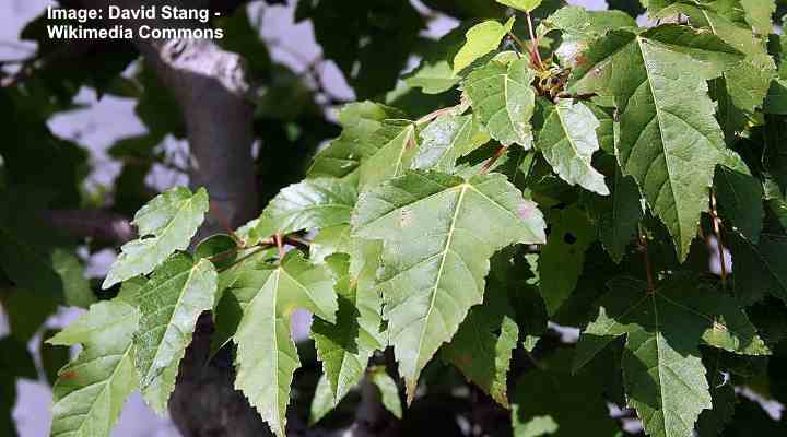 liście klonu Amurskiego (Acer ginnala)