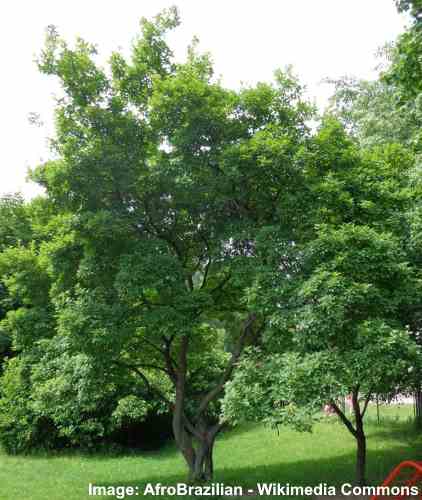 Amur Maple (Acer ginnala) tree
