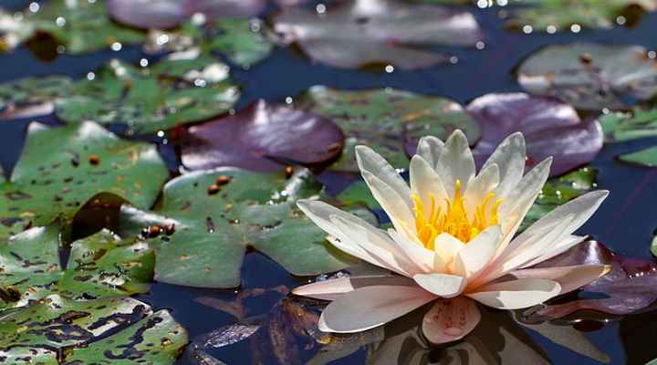 water flowers