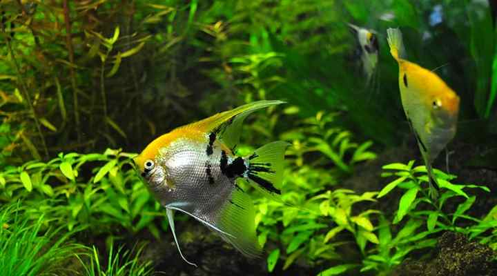 underwater freshwater flowers