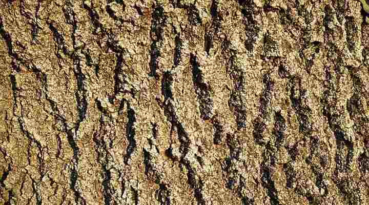 ash tree bark