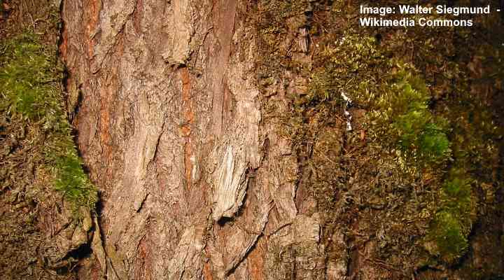 Isolehtivaahtera (Acer macrophyllum) bark