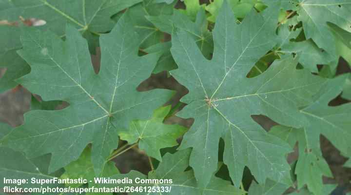 Bigleaf maple (Acer macrophyllum) leaves