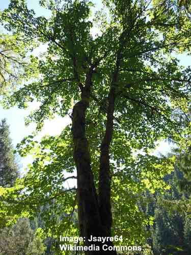Bigleaf Maple Tree (Acer macrophyllum)