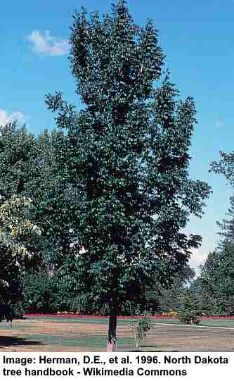 Black Ash Tree (Fraxinus nigra)