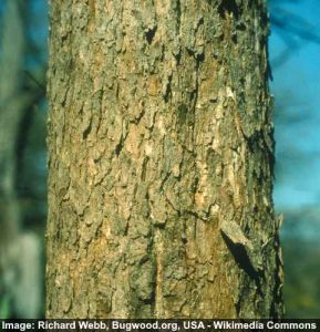 Ash Trees: Types, Bark and Leaves - Identification Guide (Pictures)