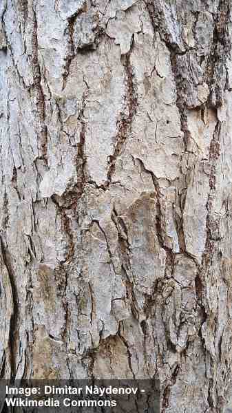 Boxelder lønn (Acer negundo) bark