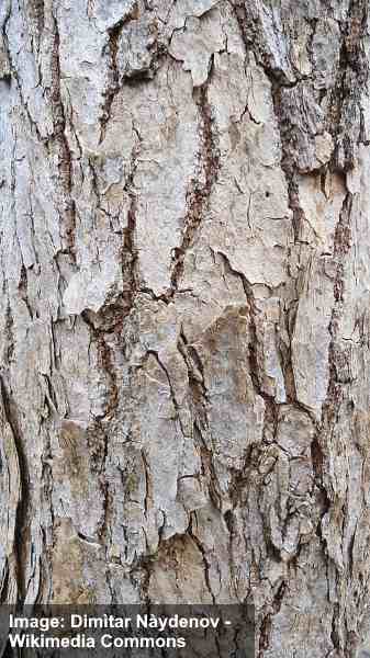 Boxelder maple (Acer negundo) bark