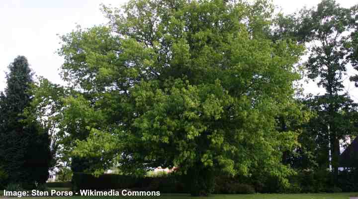 boxelder maple tree (acer negundo)