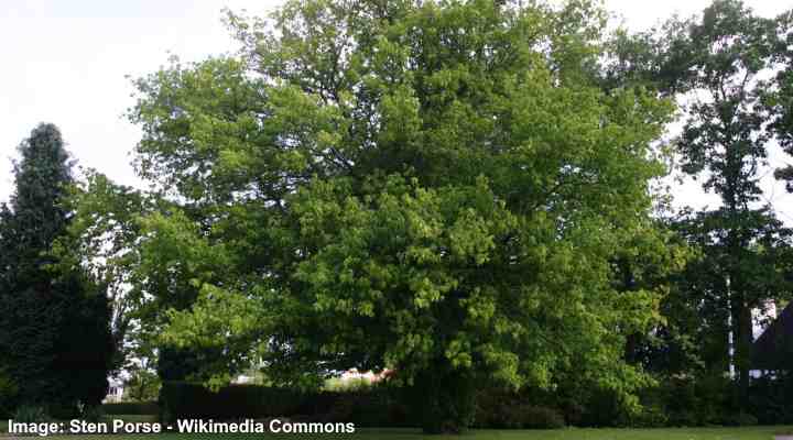 Boxelder Maple Tree (Acer Negundo)