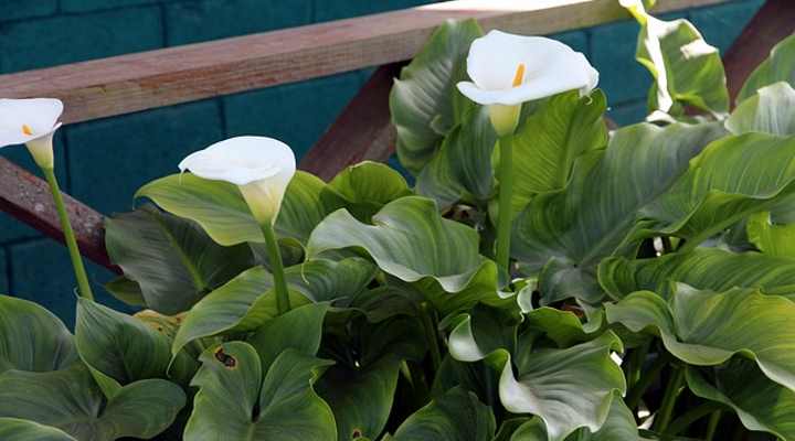 Calla Lilies (Zantedeschia aethiopica)