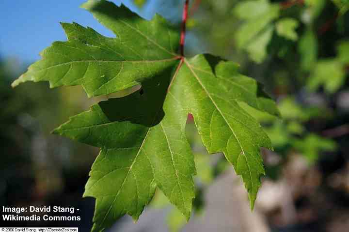 Freeman maple (Acer Freemanii) leaves