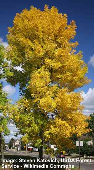 Green Ash Tree (Fraxinus pennsylvanica)