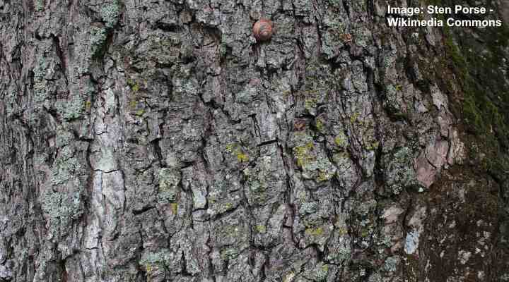 Hekklønn (Acer campestre) bark