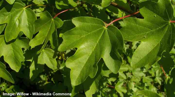 Hekklønn (Acer campestre) blader